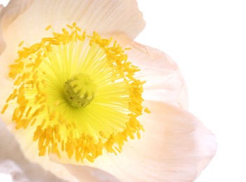 Photo of One beautiful poppy flower bud isolated on white