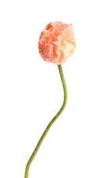 Photo of One beautiful poppy flower isolated on white