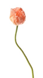 Photo of One beautiful poppy flower isolated on white