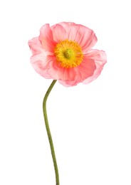 Photo of One beautiful poppy flower isolated on white