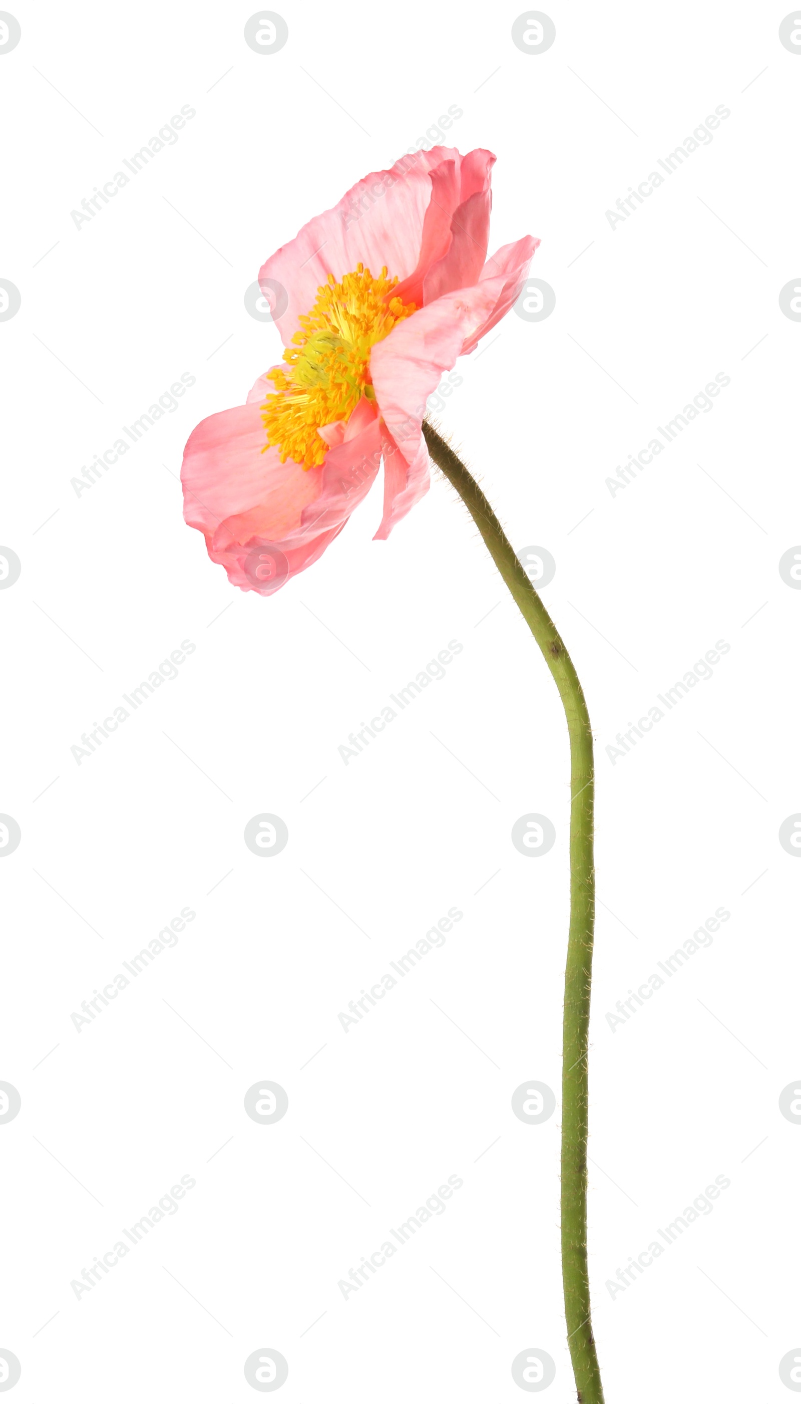 One beautiful poppy flower isolated on white Photo of One beautiful poppy flower isolated on white
