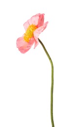 Photo of One beautiful poppy flower isolated on white