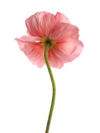 Photo of One beautiful poppy flower isolated on white