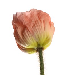 Photo of One beautiful poppy flower isolated on white