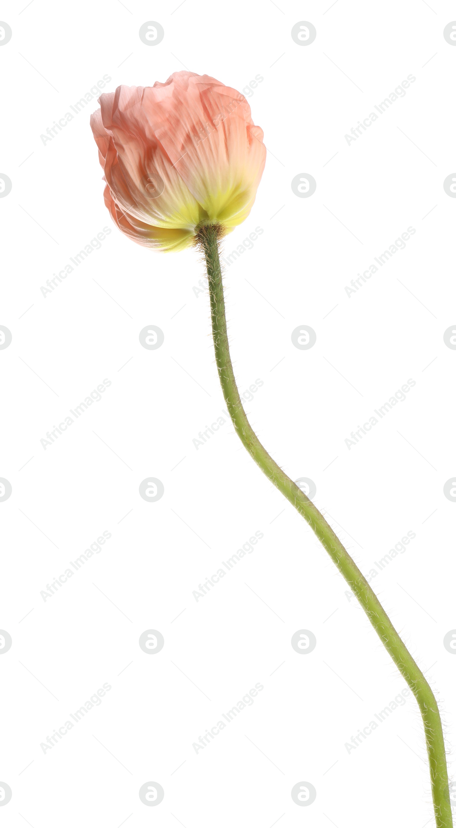 One beautiful poppy flower isolated on white Photo of One beautiful poppy flower isolated on white