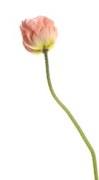Photo of One beautiful poppy flower isolated on white