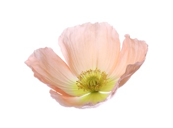 Photo of One beautiful poppy flower bud isolated on white