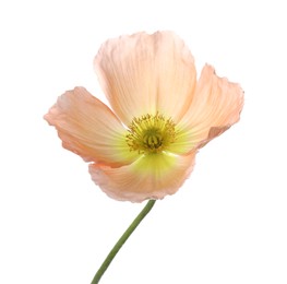 Photo of One beautiful poppy flower isolated on white