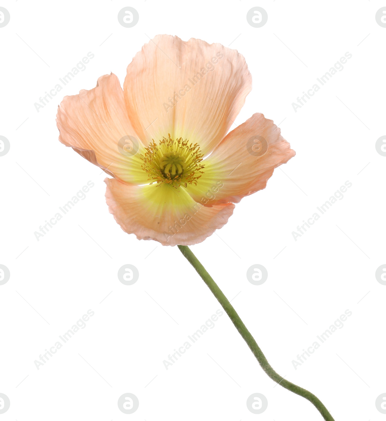 One beautiful poppy flower isolated on white Photo of One beautiful poppy flower isolated on white