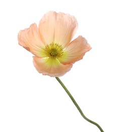 Photo of One beautiful poppy flower isolated on white