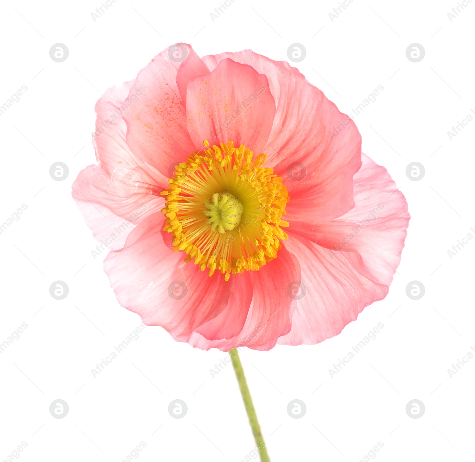One beautiful poppy flower isolated on white Photo of One beautiful poppy flower isolated on white