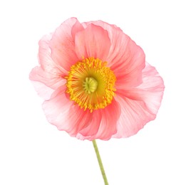 Photo of One beautiful poppy flower isolated on white