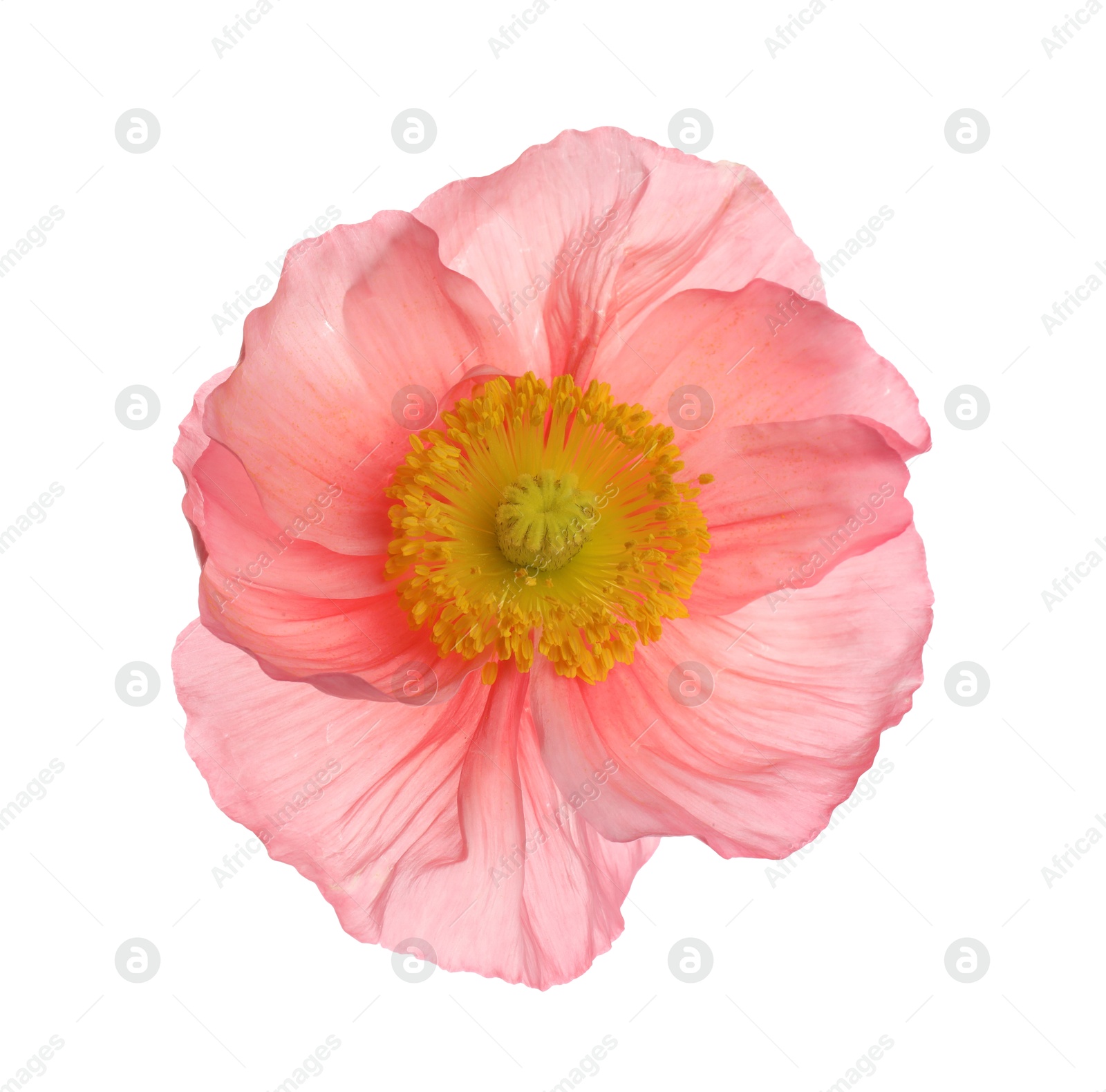 One beautiful poppy flower bud isolated on white Photo of One beautiful poppy flower bud isolated on white