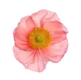 Photo of One beautiful poppy flower bud isolated on white