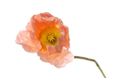Photo of One beautiful poppy flower isolated on white