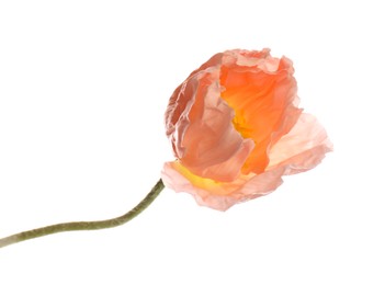 Photo of One beautiful poppy flower isolated on white