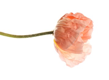 Photo of One beautiful poppy flower isolated on white