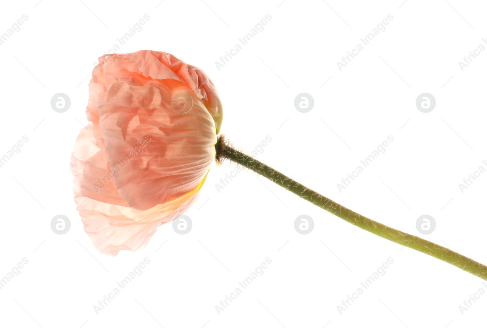 One beautiful poppy flower isolated on white Photo of One beautiful poppy flower isolated on white