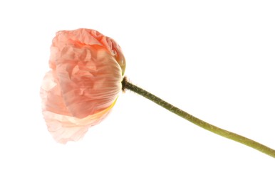 Photo of One beautiful poppy flower isolated on white