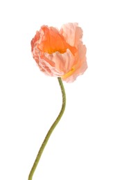 Photo of One beautiful poppy flower isolated on white