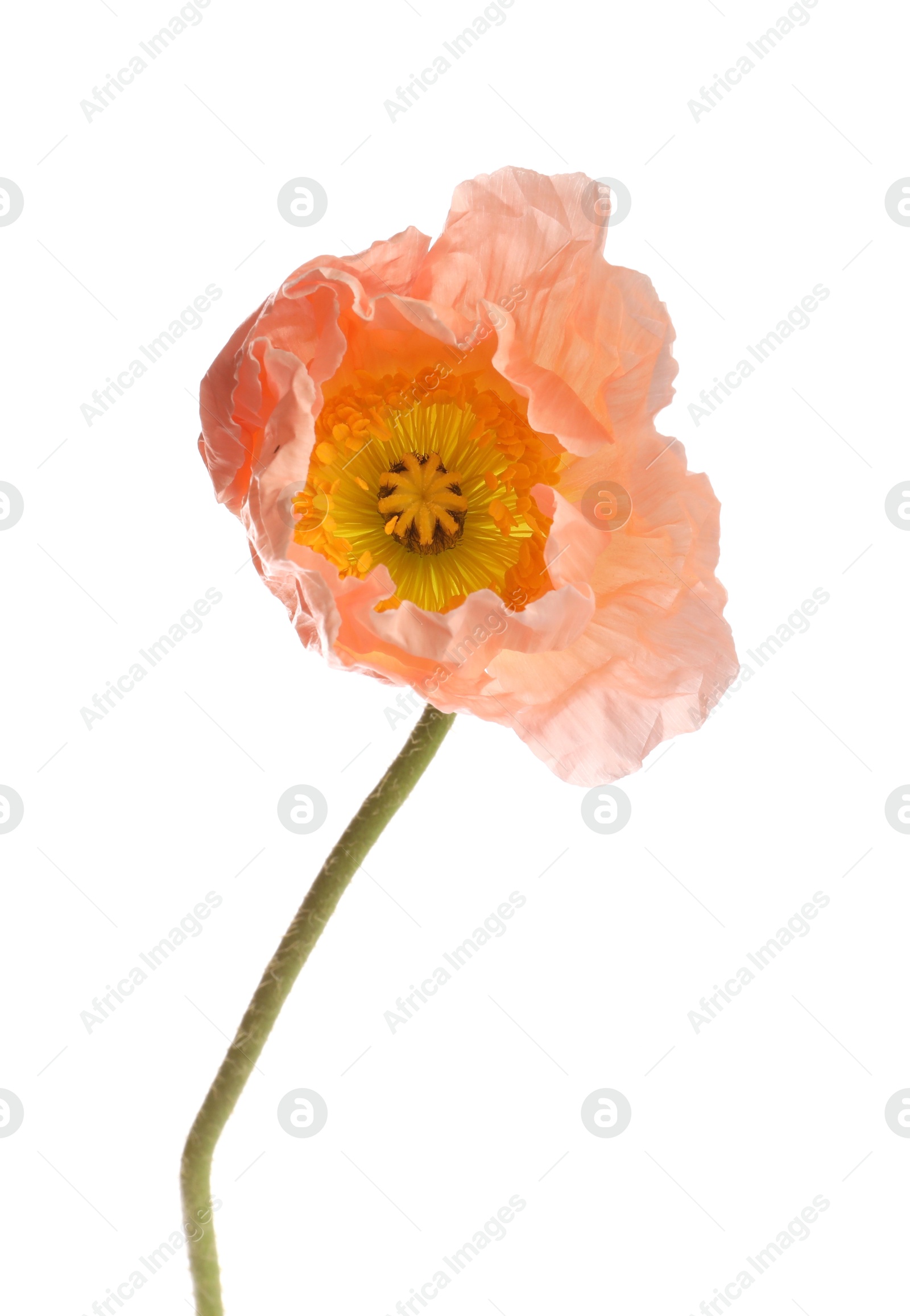 One beautiful poppy flower isolated on white Photo of One beautiful poppy flower isolated on white