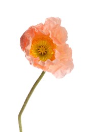 Photo of One beautiful poppy flower isolated on white