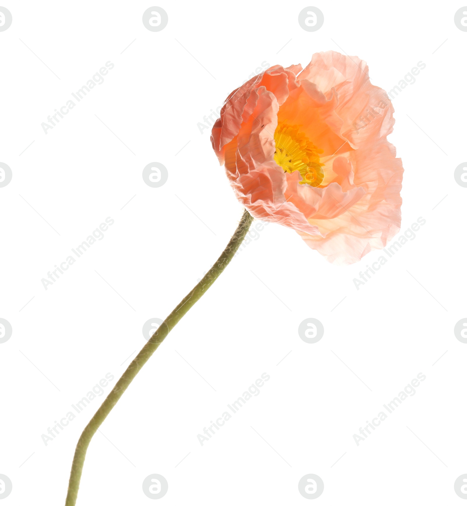 One beautiful poppy flower isolated on white Photo of One beautiful poppy flower isolated on white