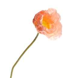 Photo of One beautiful poppy flower isolated on white