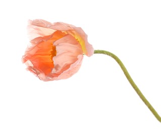 Photo of One beautiful poppy flower isolated on white