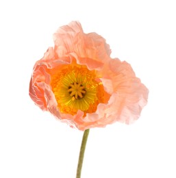 Photo of One beautiful poppy flower isolated on white