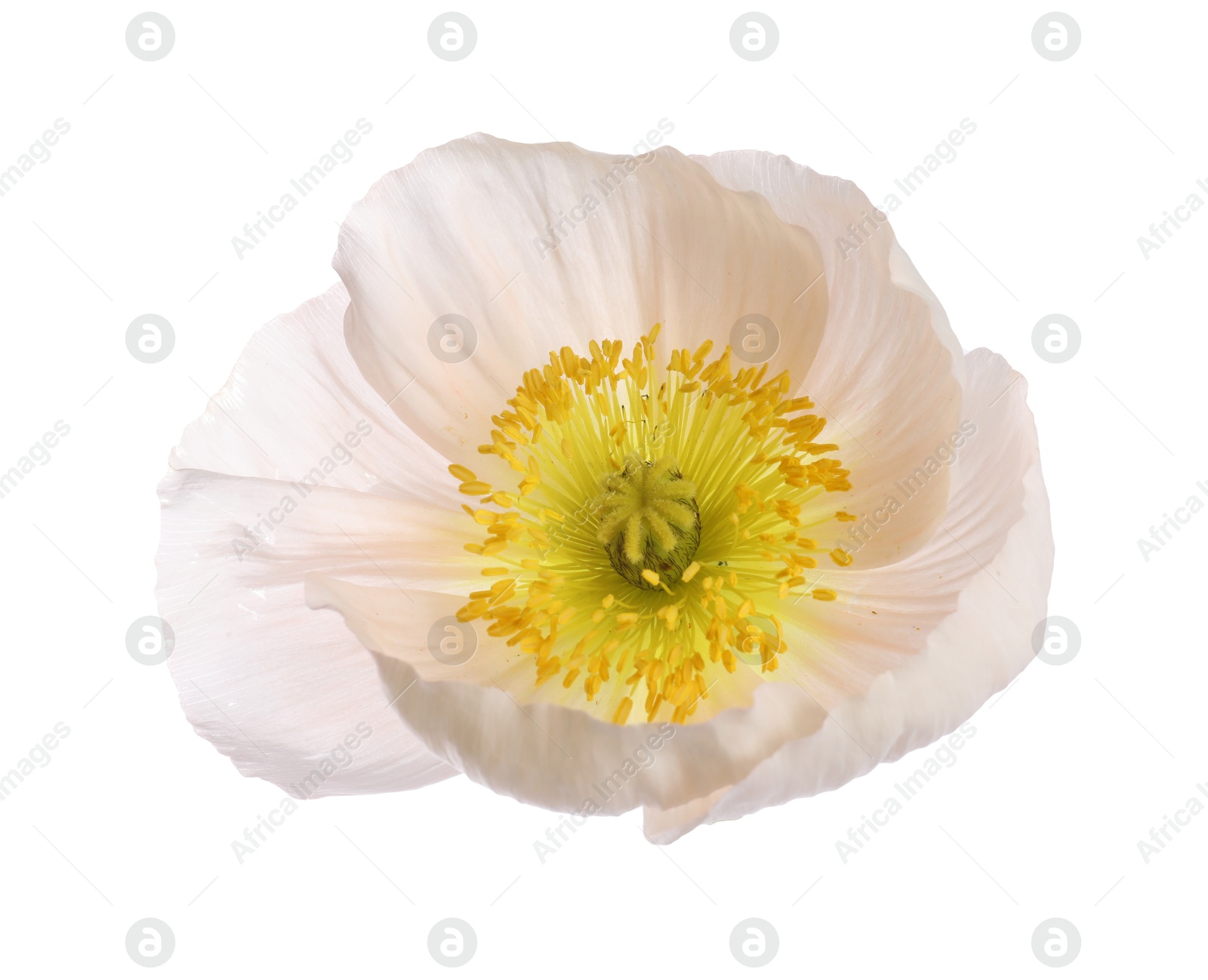 One beautiful poppy flower bud isolated on white Photo of One beautiful poppy flower bud isolated on white