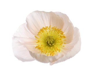 Photo of One beautiful poppy flower bud isolated on white
