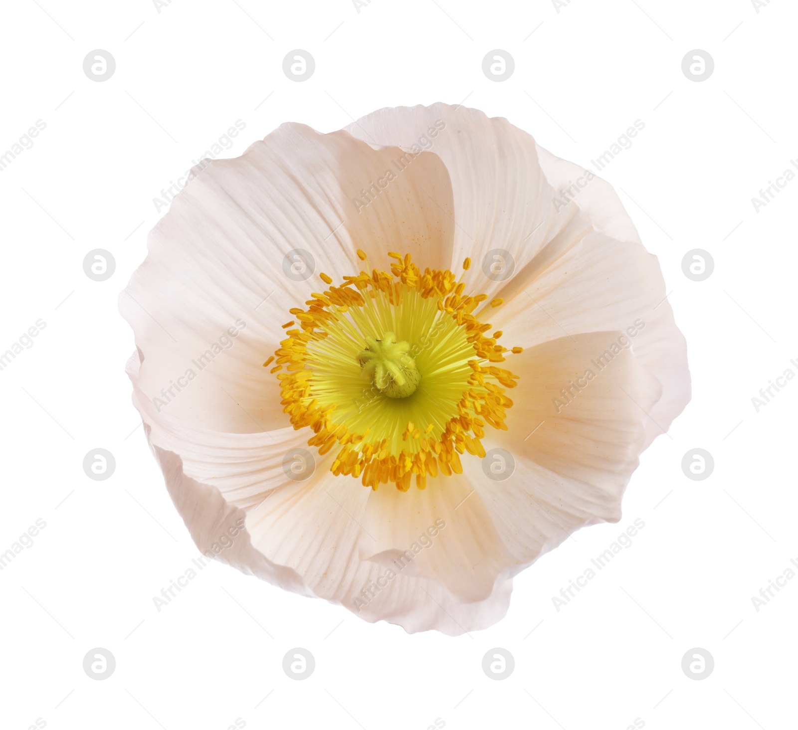 One beautiful poppy flower bud isolated on white Photo of One beautiful poppy flower bud isolated on white