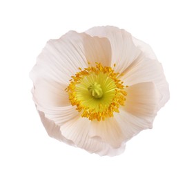Photo of One beautiful poppy flower bud isolated on white