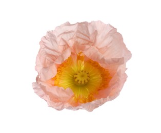Photo of One beautiful poppy flower bud isolated on white