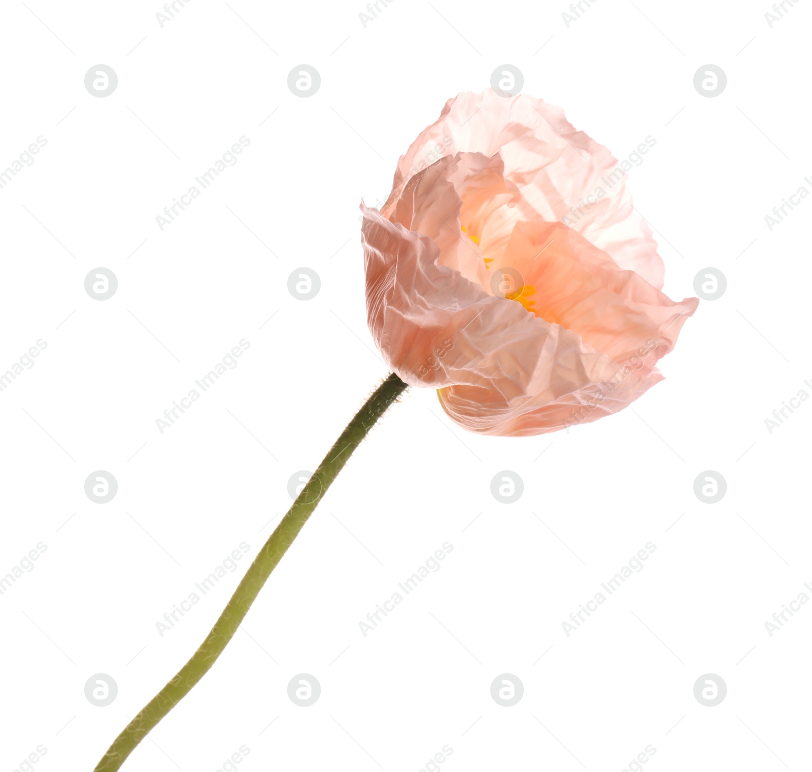 One beautiful poppy flower isolated on white Photo of One beautiful poppy flower isolated on white