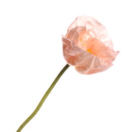 Photo of One beautiful poppy flower isolated on white