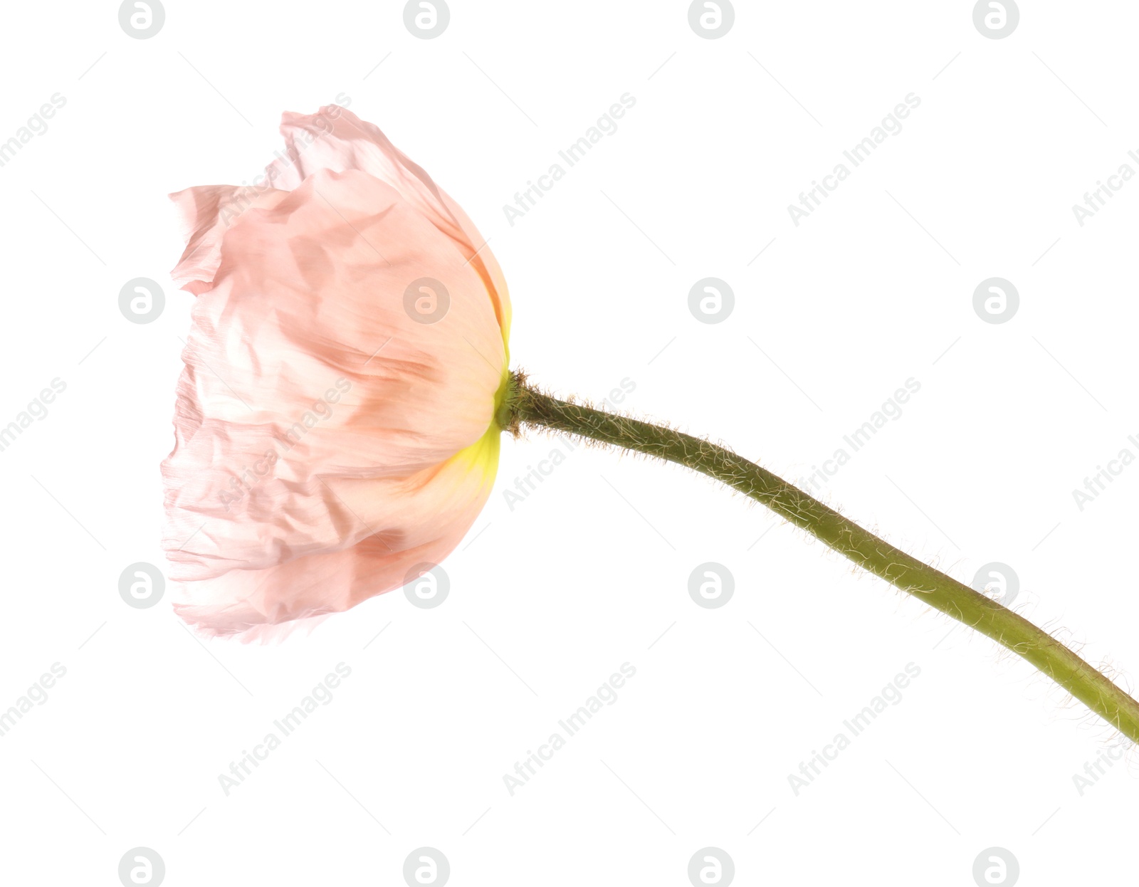 One beautiful poppy flower isolated on white Photo of One beautiful poppy flower isolated on white