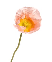 Photo of One beautiful poppy flower isolated on white