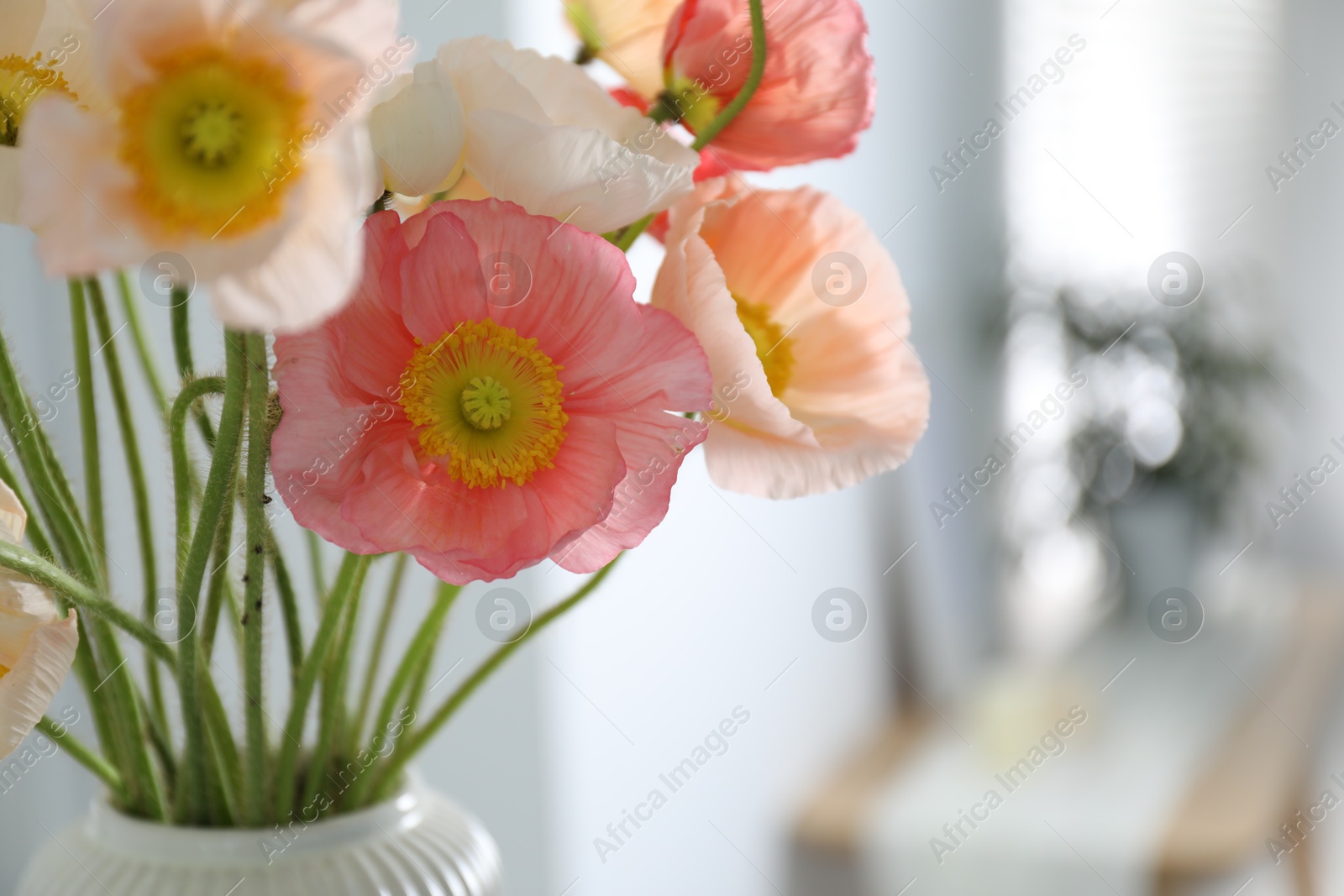 Bouquet of beautiful poppy flowers indoors, closeup Photo of Bouquet of beautiful poppy flowers indoors, closeup
