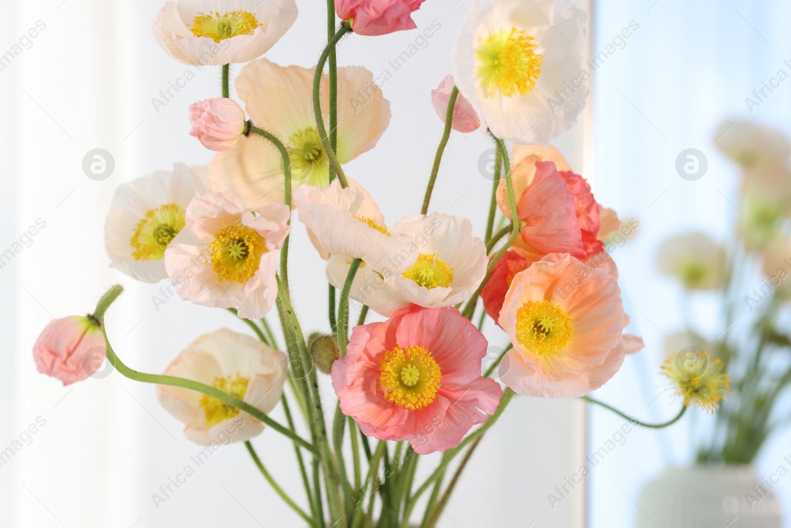 Bouquet of beautiful poppy flowers indoors, closeup Photo of Bouquet of beautiful poppy flowers indoors, closeup