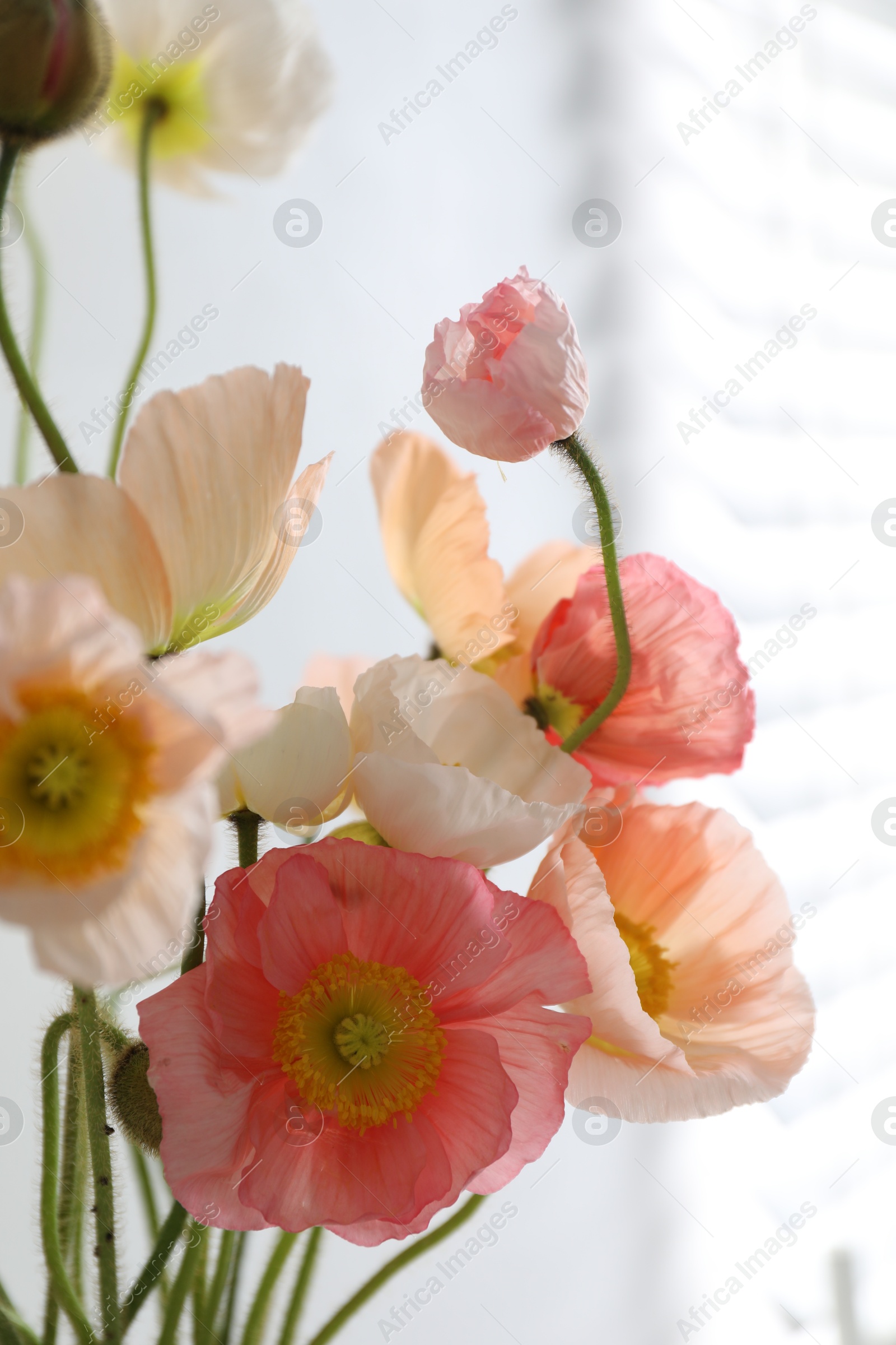 Bouquet of beautiful poppy flowers indoors, closeup Photo of Bouquet of beautiful poppy flowers indoors, closeup