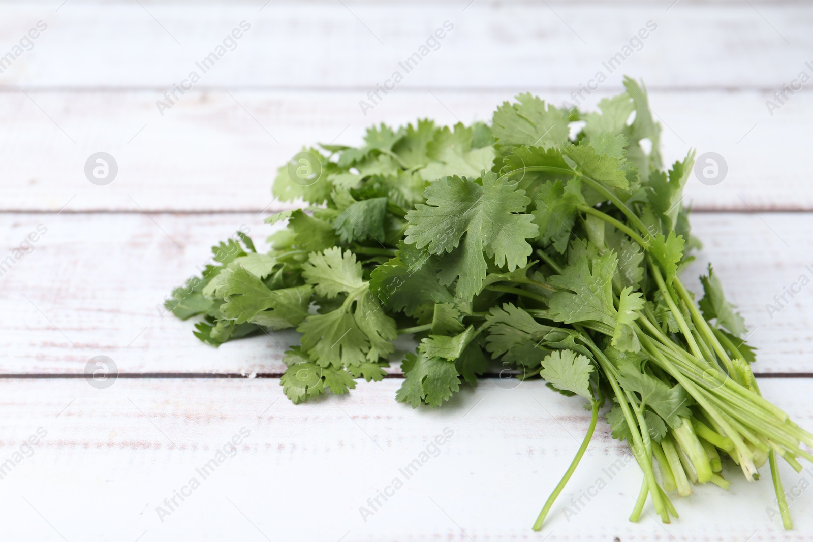 Fresh aromatic cilantro on white wooden table, closeup Photo of Fresh aromatic cilantro on white wooden table, closeup