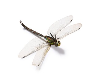 Photo of One dragonfly isolated on white. Beautiful insect