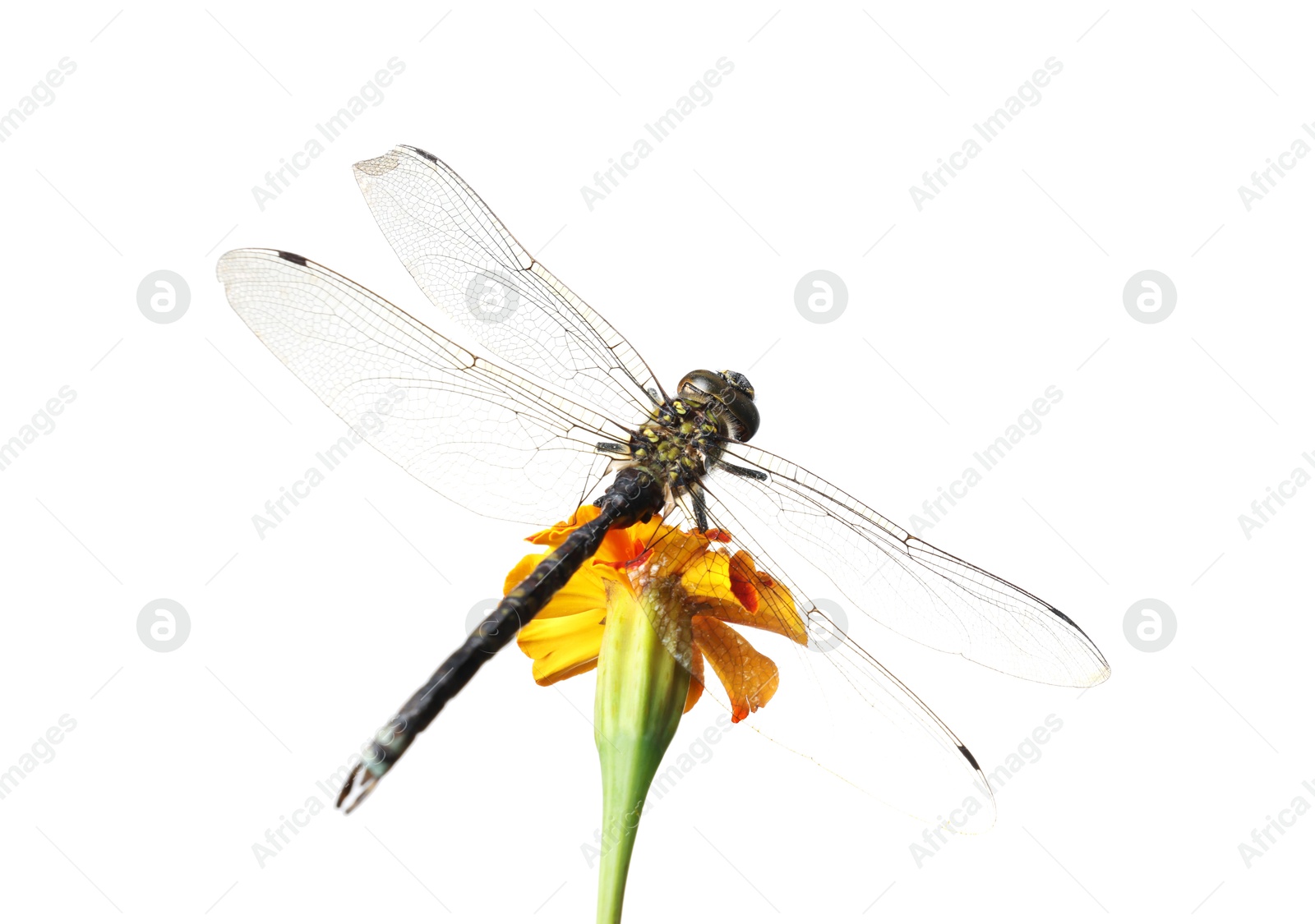 Beautiful dragonfly on flower against white background Photo of Beautiful dragonfly on flower against white background