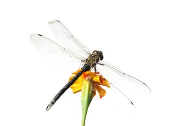 Photo of Beautiful dragonfly on flower against white background