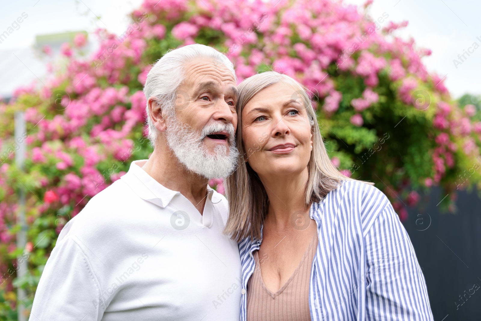 Photo of Lovely senior couple near bush of pink roses outdoors