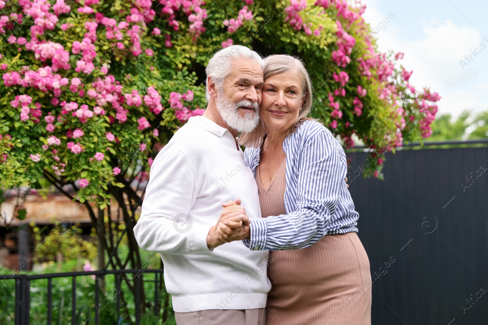 Lovely senior couple dancing near bush of pink roses outdoors Photo of Lovely senior couple dancing near bush of pink roses outdoors