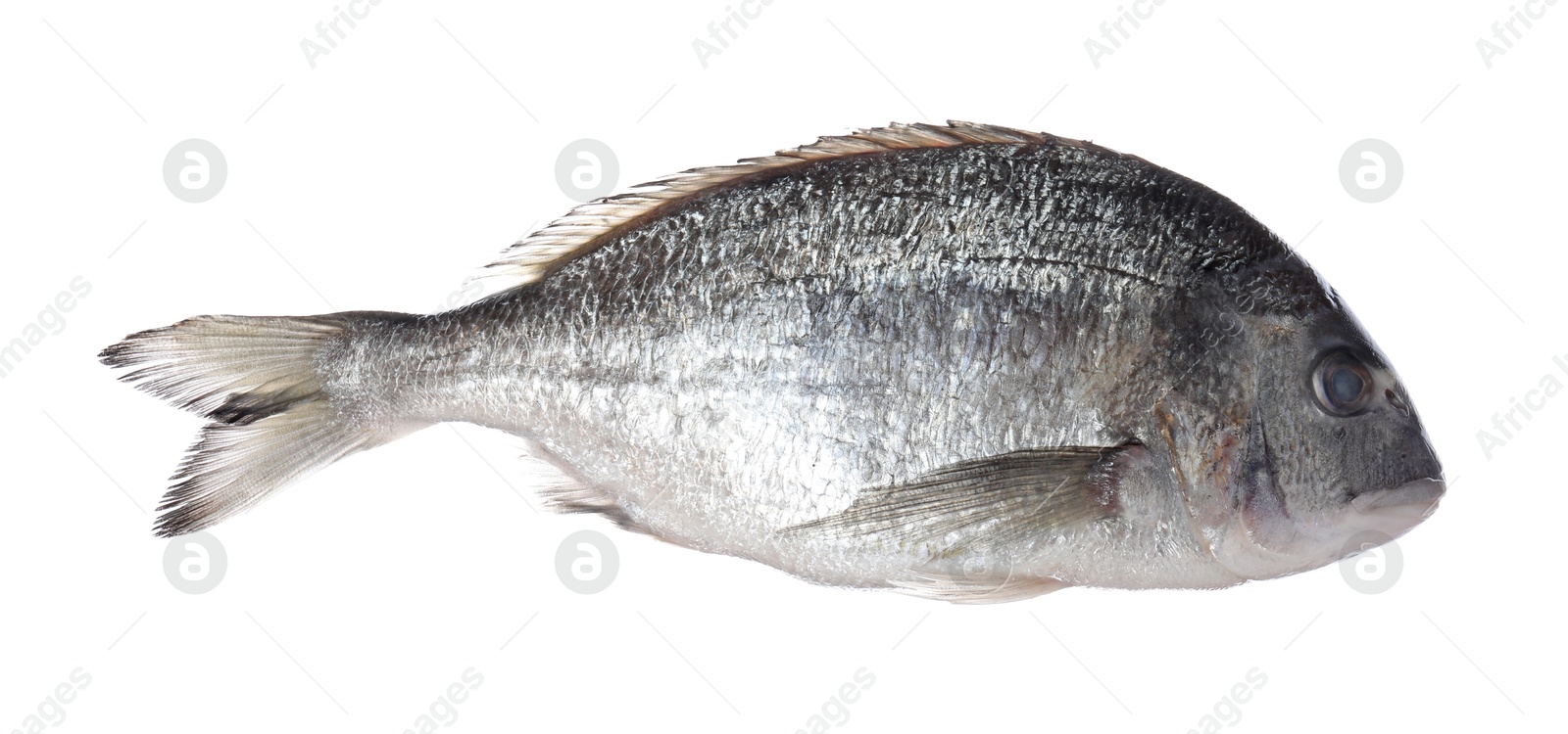 Fresh raw dourade fish isolated on white. Organic seafood Photo of Fresh raw dourade fish isolated on white. Organic seafood