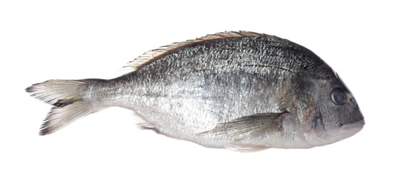Photo of Fresh raw dourade fish isolated on white. Organic seafood